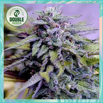Granddaddy Purple (Double Seeds) Cannabis Seeds