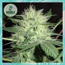 Northern Lights Auto (Double Seeds) Cannabis Seeds