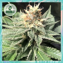 Quick Bud (Double Seeds) Cannabis Seeds