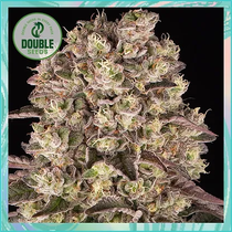 Runtz  (Double Seeds) Cannabis Seeds