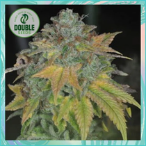 Stardawg (Double Seeds) Cannabis Seeds