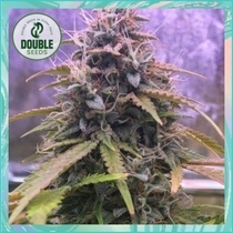Stardawg Auto (Double Seeds) Cannabis Seeds