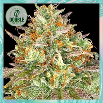 Wedding Cake (Double Seeds) Cannabis Seeds