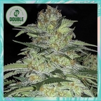 White Widow x Big Bud (Double Seeds) Cannabis Seeds