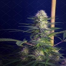 Matanuska Thunderfuck (Discreet Seeds) Cannabis Seeds