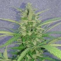 Mamba Auto(Discreet Seeds) Cannabis Seeds