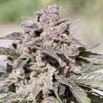 Ice Auto (Discreet Seeds) Cannabis Seeds