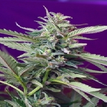 Sweet Afghan Delicious Feminised ( S.A.D ) (Discreet Seeds) Cannabis Seeds