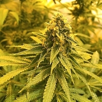 Sour Tangie (Discreet Seeds) Cannabis Seeds