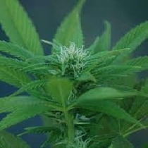 Rosenthal Feminised (Discreet Seeds) Cannabis Seeds