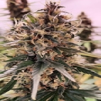 Manumbally Madness (Discreet Seeds) Cannabis Seeds
