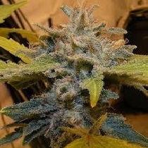 Black Domina (Discreet Seeds Cali Strains) Cannabis Seeds