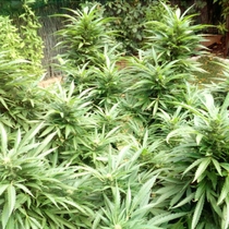 Black Domina Auto(Discreet Seeds) Cannabis Seeds