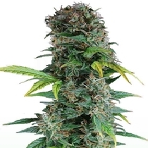 Somango Auto (Discreet Seeds) Cannabis Seeds