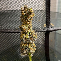 Chocolope Feminised (Discreet Seeds Cali Strains) Cannabis Seeds