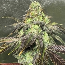 Party Monster (Discreet Seeds Cali Strains) Cannabis Seeds