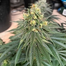 Strawberry Cookies Feminised (Discreet Seeds Cali Strains) Cannabis Seeds