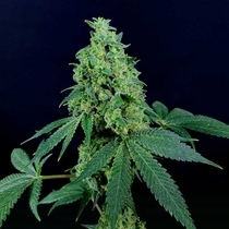3 Kingdoms Feminised (Discreet Seeds Cali Strains) Cannabis Seeds