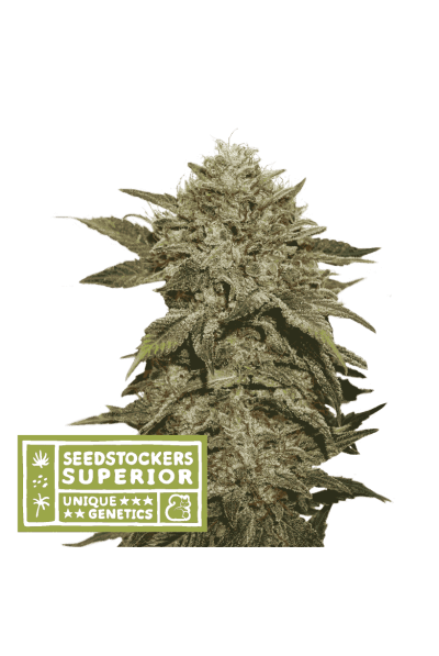 Fruit Cake (Seedstockers Superior)DAILYDEAL Cannabis Seeds