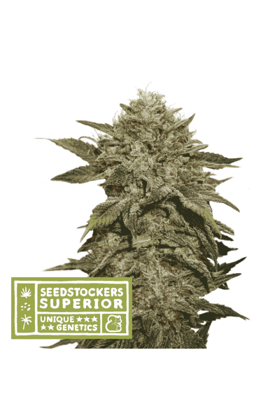 Fruit Cake (Seedstockers Superior) Cannabis Seeds