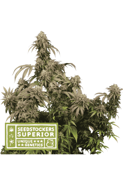 Mandarin Panties (SeedStockers Seeds)DAILYDEAL Cannabis Seeds