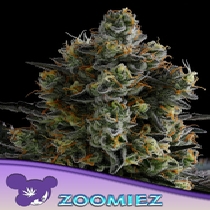 Zoomiez Feminised (Anesia Seeds) Cannabis Seeds