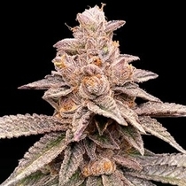 Banana Latte Feminised ( G13 Labs ) Cannabis Seeds