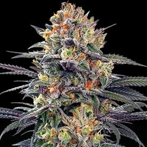 Jealous Mary Auto (G13 Labs Seeds) Cannabis Seeds