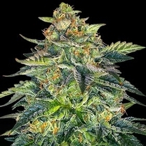 London Cream Cake Auto (G13 Labs Seeds) Cannabis Seeds