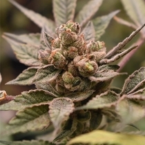 Banana Runtz Feminised (Old School Genetics Seeds) Cannabis Seeds