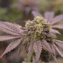 Banana Cream Pie (Old School Genetics Seeds) Cannabis Seeds