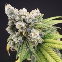 Banana Gushers Feminised (Old School Genetics Seeds) Cannabis Seeds