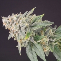 Banana Cheese Cake Feminised (Old School Genetics Seeds) Cannabis Seeds