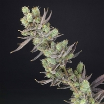 Big Banana Skunk Feminised (Old School Genetics Seeds) Cannabis Seeds