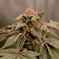 Banana Kush Mints Feminised (Old School Genetics Seeds) Cannabis Seeds