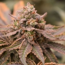 Banana Jungle Feminised (Old School Genetics Seeds) Cannabis Seeds