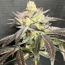 Gary Banana Payton Feminised (Old School Genetics Seeds) Cannabis Seeds