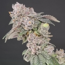 Key Banana Pie Feminised (Old School Genetics Seeds) Cannabis Seeds