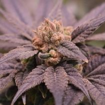 Pineapple & Banana Feminised (Old School Genetics Seeds) Cannabis Seeds