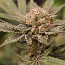 Papaya & Banana Feminised (Old School Genetics Seeds) Cannabis Seeds