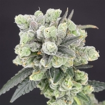 Two Bananas Feminised (Old School Genetics Seeds) Cannabis Seeds