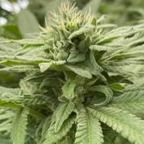 Alpine Strawberry Feminised (Cali Connection Seeds) Cannabis Seeds