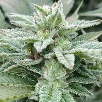 Jewel Piece Feminised (Cali Connection Seeds) Cannabis Seeds