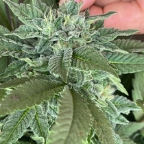 Ozark Beauty Punch Feminised (Cali Connection Seeds) Cannabis Seeds
