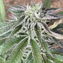Red Berry Tarte Feminised (Cali Connection Seeds) Cannabis Seeds