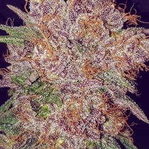 Strawberry Ice Feminised (Cali Connection Seeds) Cannabis Seeds