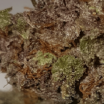 Fruit Slap Feminised (Europa Seeds) Cannabis Seeds