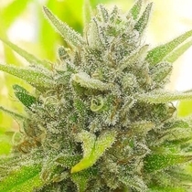 Cheeselicious Feminised (Europa Seeds) Cannabis Seeds