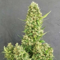 Heavy Grapefruit Feminised (Europa Seeds) Cannabis Seeds