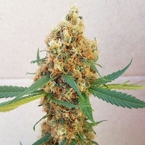 Kali Rush Feminised (Europa Seeds) Cannabis Seeds